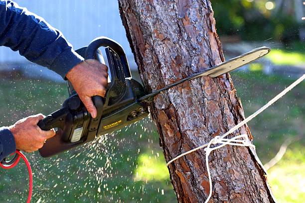 How Our Tree Care Process Works  in  Pottstown, PA