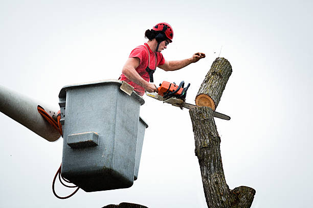 Reliable Pottstown, PA Tree Services Solutions